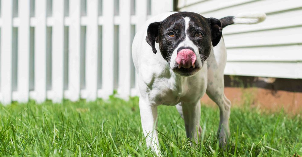 Local best sale puppy stores