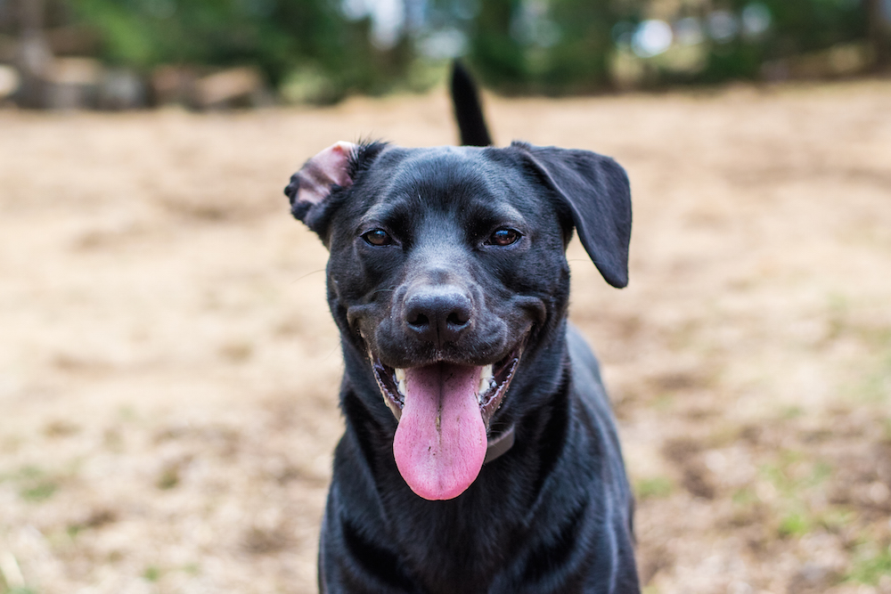 Hike and Swim with your dog in CT