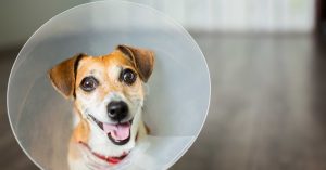 Dog In Cone Dog_Cat_Spay_Neuter_Connecticut
