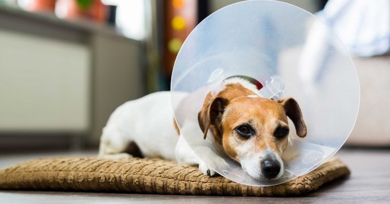 Dog At Vet Pet Insurance Worth The Cost