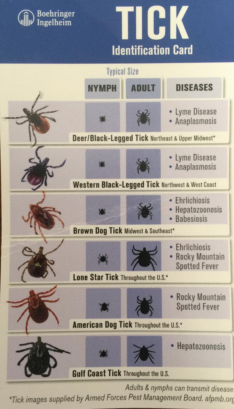 tick identification texad