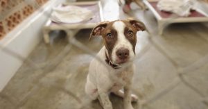 Volunteer Animal Shelters Connecticut