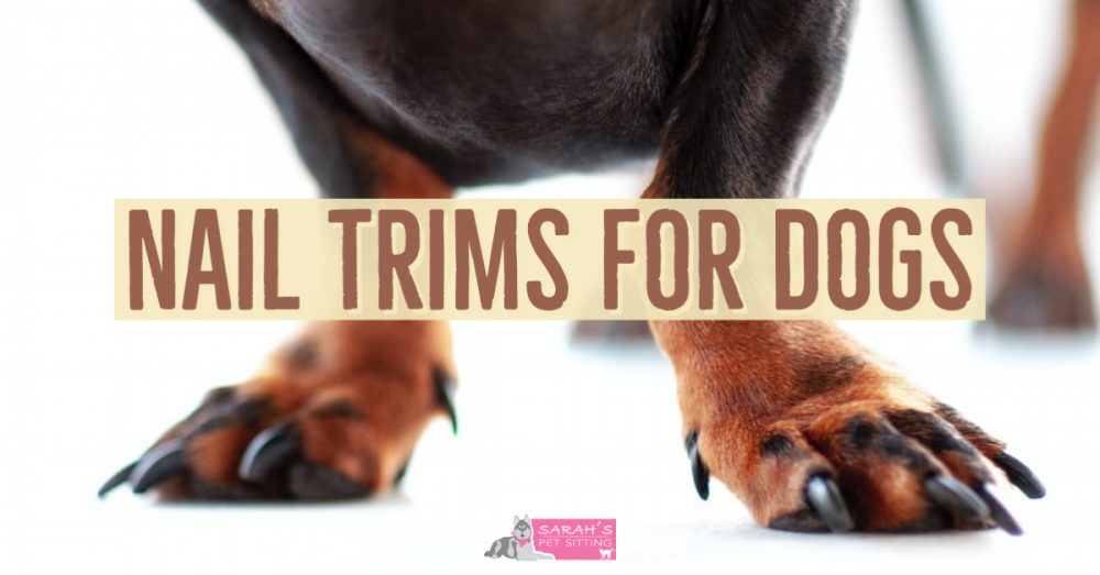 Walk in nail trim sales for dogs near me