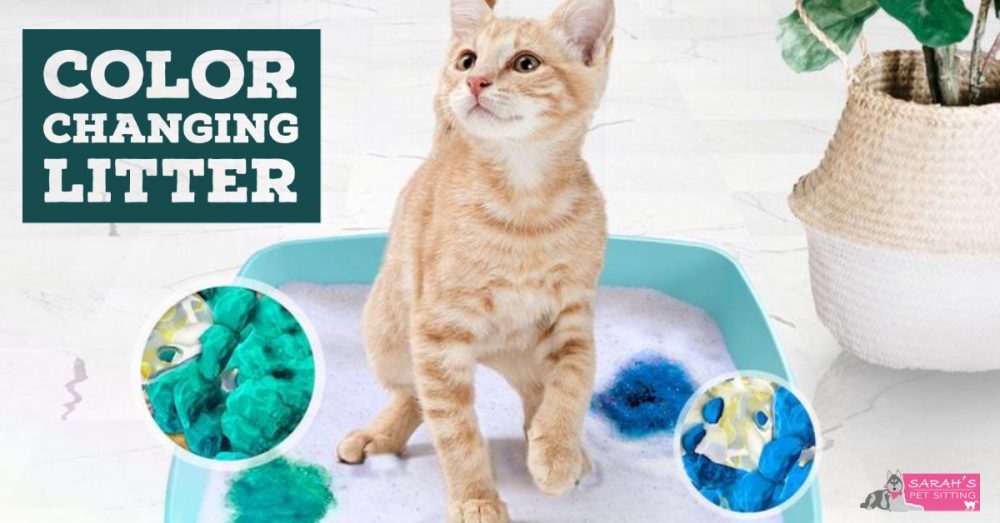 Color changing kitty litter sale