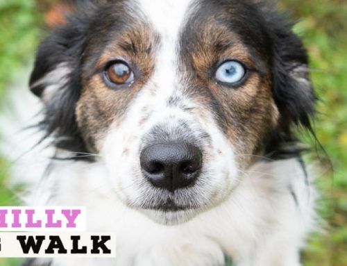 Soul Friends Chilly Dog Walk 2020