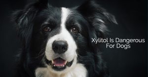 Xylitol Dogs
