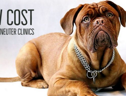 Low Cost Spay and Neuter Clinics CT 2021