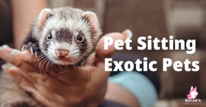 Pet Sitting Exotic Pets