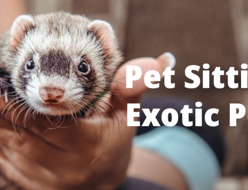 Pet Sitting for Exotic Pets