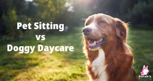 Pet Sitting vs Doggy Daycare