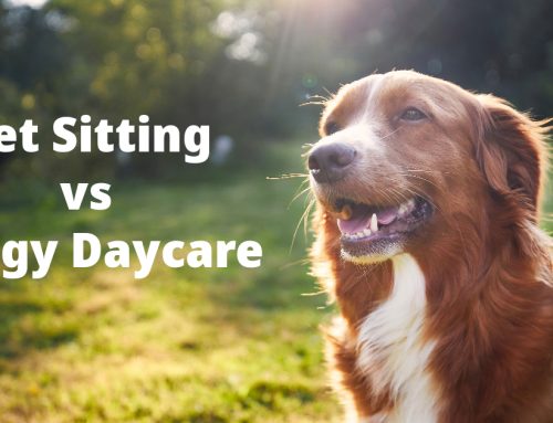 Pet Sitting vs Doggy Daycare: Why Pet Sitting is a Cost-Efficient Choice