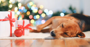 Holiday Pet gifts