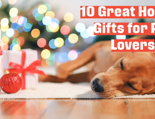 Our Top 10 Staff Picks for Holiday Pet Gifts
