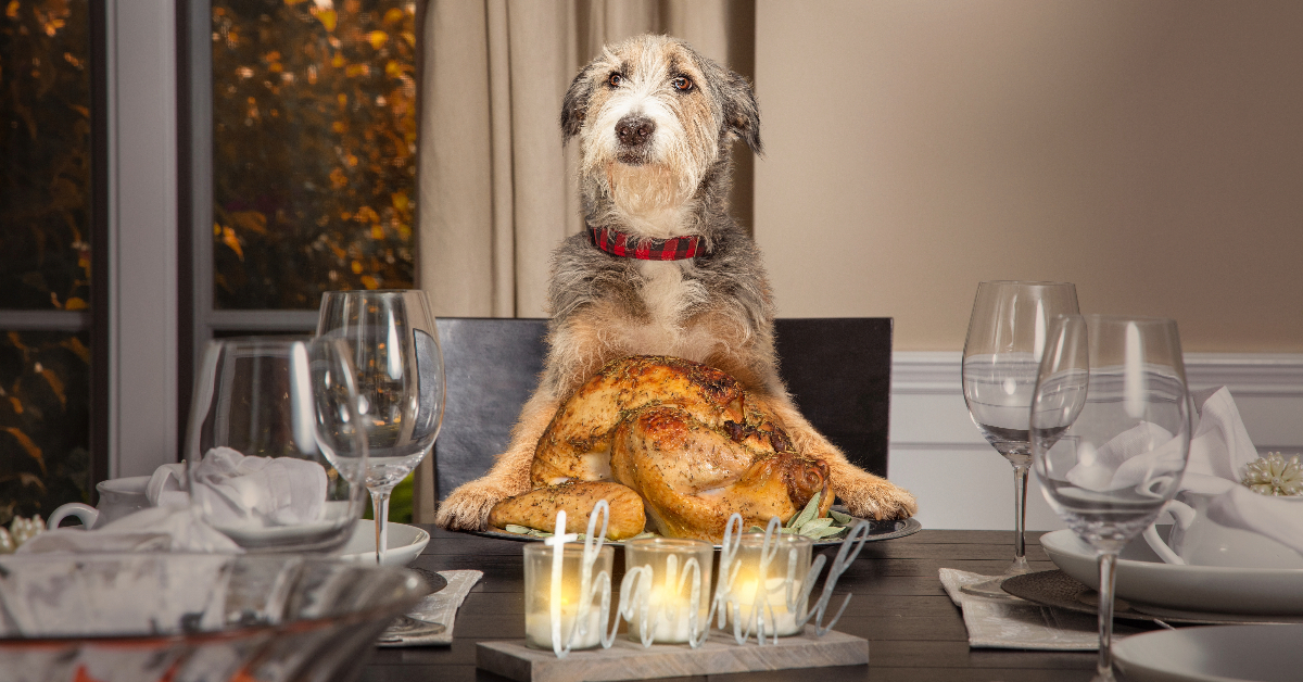 Thanksgiving Food For Dogs