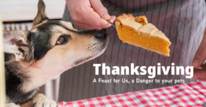Thanksgiving Food Dangerous for Pets