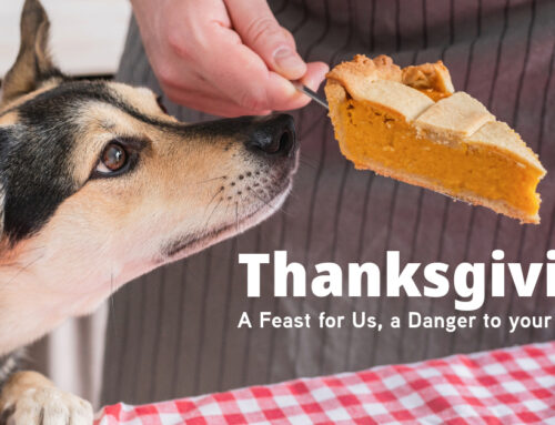 Thanksgiving: A Feast for Us, a Danger to Pets