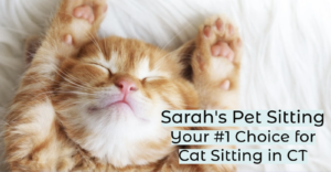 Cat Sitting Cheshire CT