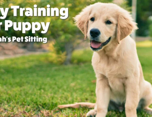 Potty Training Your Puppy With Sarah’s Pet Sitting
