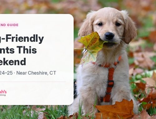 Dog-Friendly Events Near Cheshire, CT: Weekend of Oct. 24–25, 2026