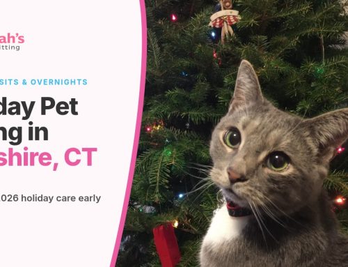 Holiday Pet Sitting in Cheshire, CT: How to Plan and Book Pet Care for the 2026 Holidays